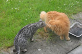 IMG 4982 Silver tabby and ginger cat